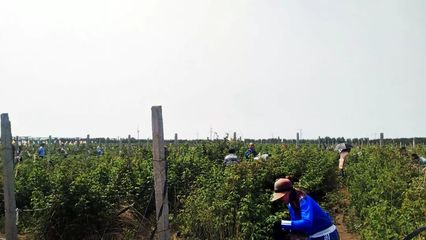活动 | 相约“莓”好时光,开鲁树莓文化节你来了吗?