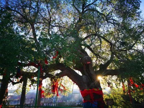 明年再见 开鲁古榆文化旅游节正式取消